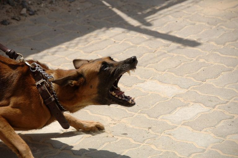 How Can A Dog Bites Law Firm Assist You In Getting The Compensation You Deserve? Dog Bite Law Firms